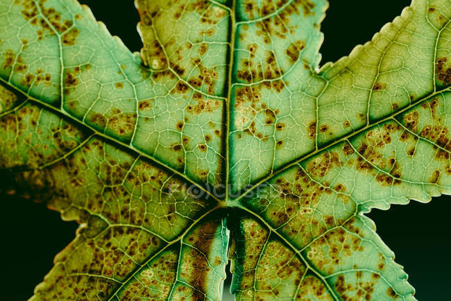 Текстура зеленого листа с коричневыми точками — стоковое фото