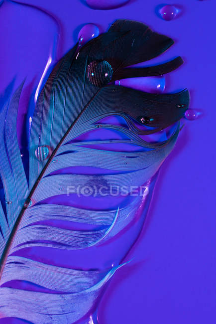 Droplets of fresh water on wet bird feather in violet illumination — Stock Photo
