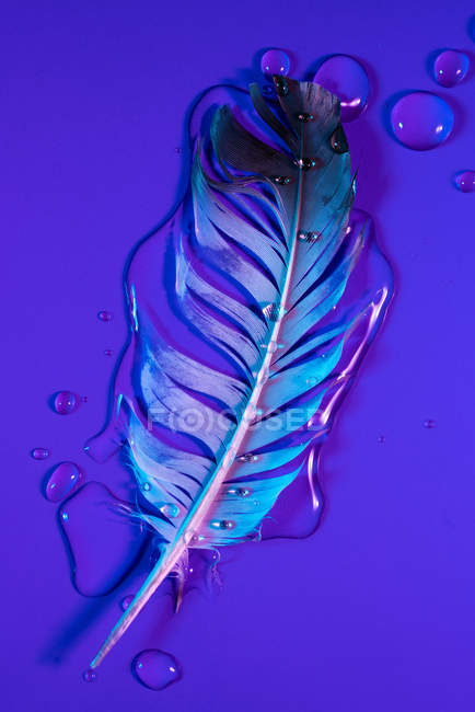 Drops of water on wet bird feather in violet illumination — Stock Photo