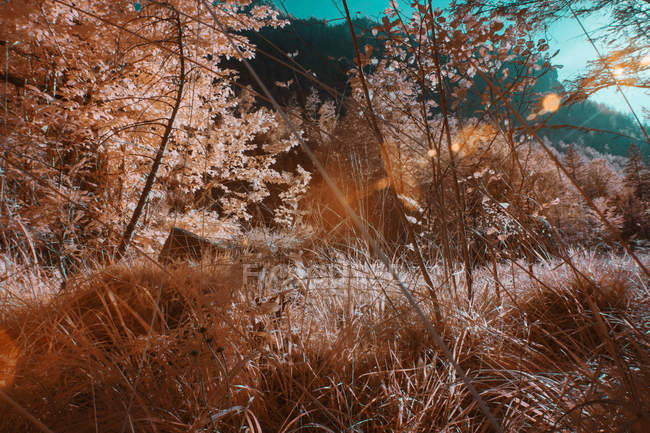 Plantas que crescem na floresta ensolarada na cor infravermelha — Fotografia de Stock