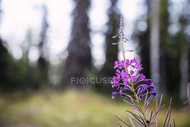 Beautiful purple French willow growing in field on blurred background of plants — Stock Photo
