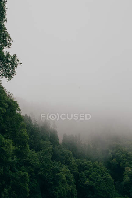 Arbres couverts de brouillard — Photo de stock