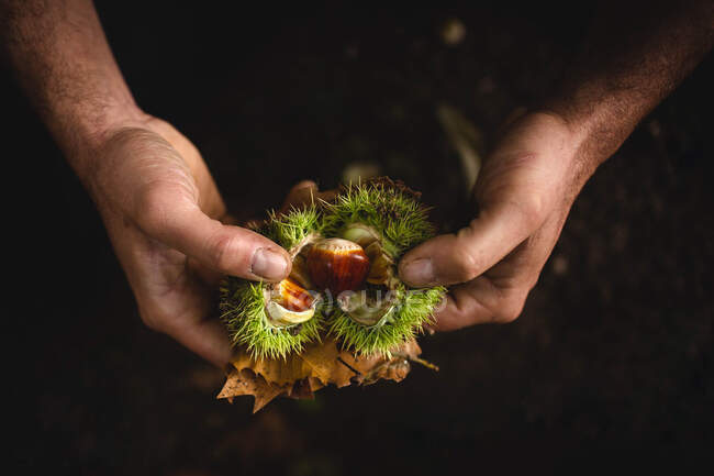 Crop hands peeling chestnuts — Stock Photo