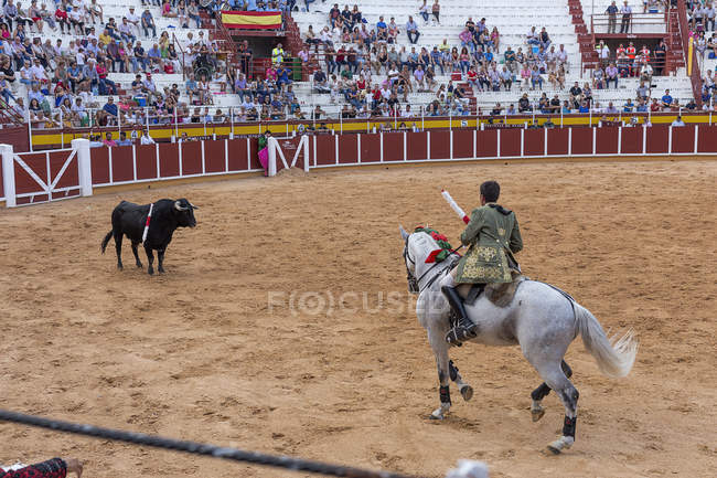 España, Tomelloso - 28. 08. 2018. Vista de toreros montando a caballo y peleando con toros en zona arenosa con gente en tribuna - foto de stock