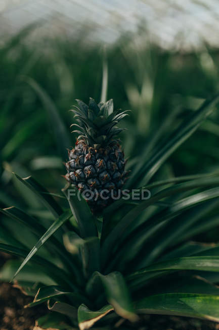 Крупним планом тропічний зелений кущ з дозріванням ананаса на плантації — стокове фото