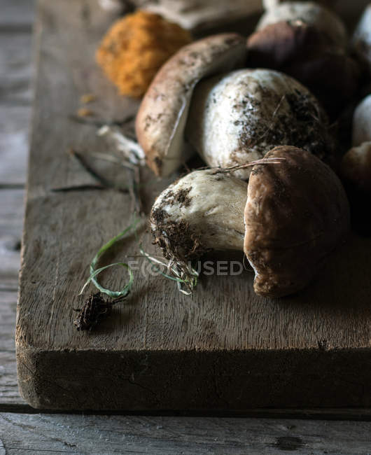 Heap of freshly picked boletus edulis mushrooms with roots and dirt — Stock Photo