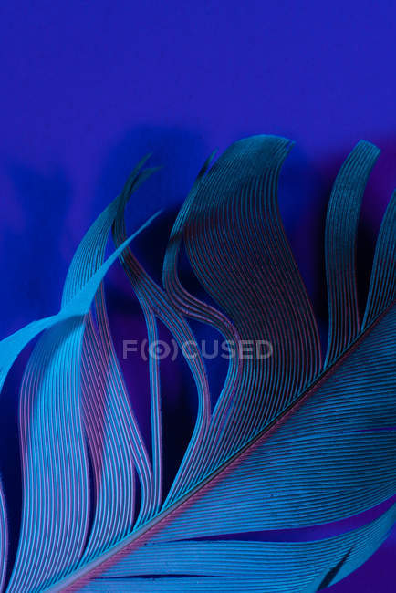 Textura da pena de pássaro na iluminação violeta — Fotografia de Stock