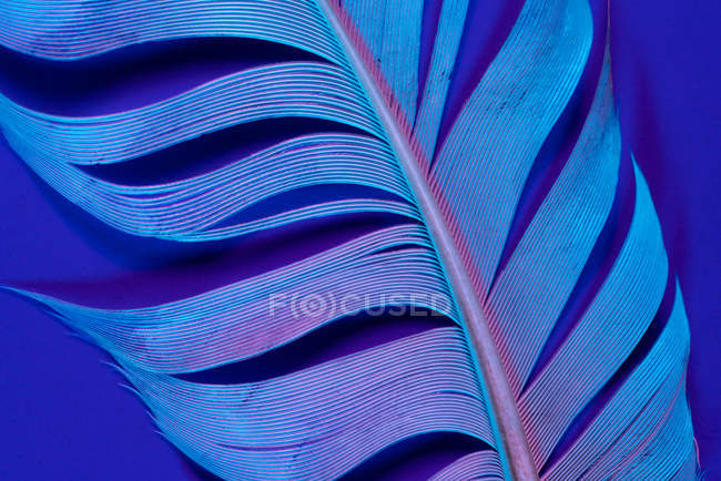 Primer plano de la pluma de ave en la iluminación violeta - foto de stock