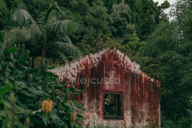 Altes verfallenes Steingebäude im Wald mit üppig grünen Bäumen — Stockfoto
