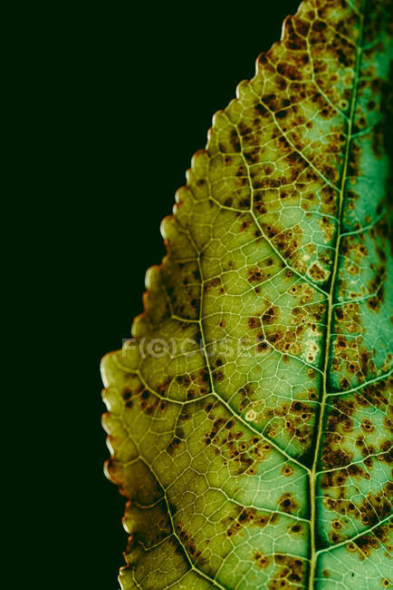 Texture of green leaf with brown dots — Stock Photo