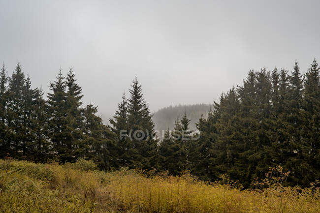 Prato con erba gialla situato vicino sorprendente foresta di conifere nella giornata nebbiosa in Bulgaria, Balcani — Foto stock