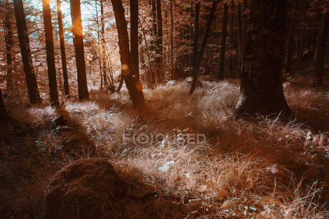 Arbres poussant dans la forêt ensoleillée en couleur infrarouge — Photo de stock