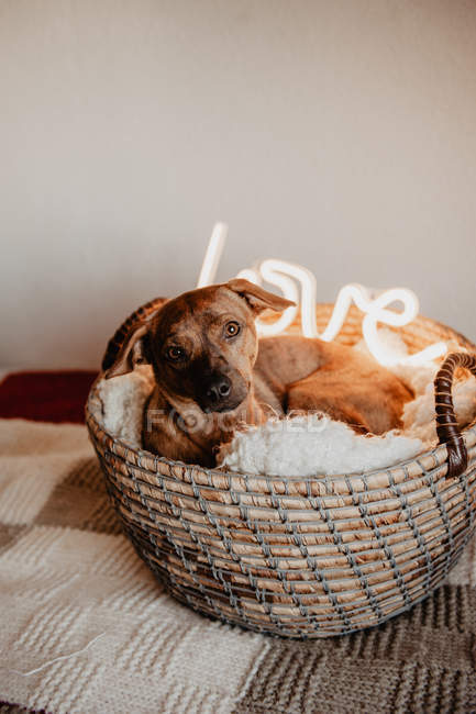 Adorável cão marrom deitado em xadrez em cesta com lâmpada brilhante com palavra Amor — Fotografia de Stock