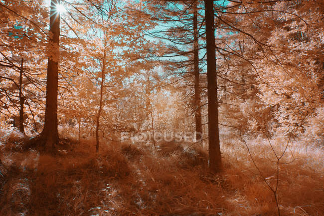 Дерева, що ростуть в сонячному лісі в інфрачервоному кольорі — стокове фото