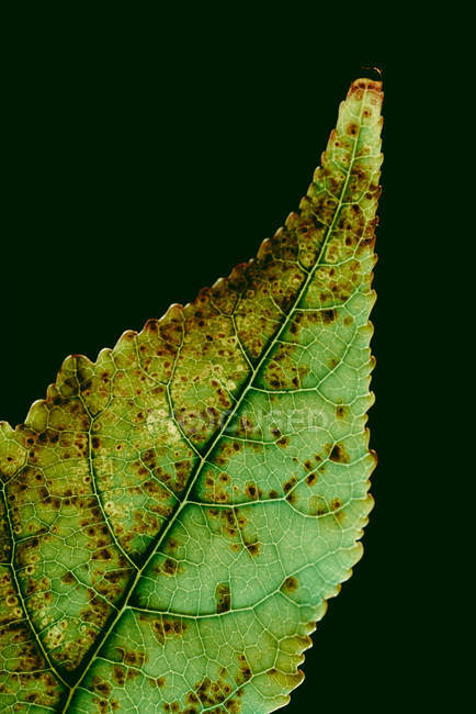 Texture de feuille verte à pois bruns — Photo de stock