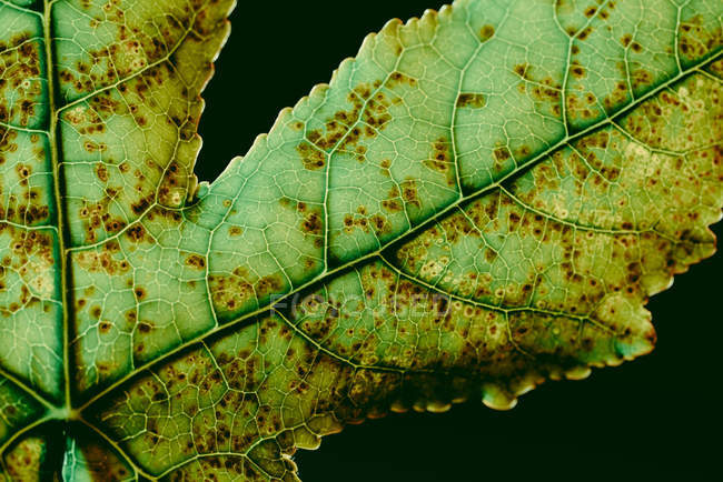 Texture of green leaf with brown dots — Stock Photo