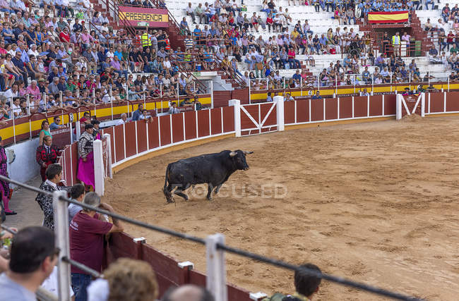 Espanha, Tomelloso - 28. 08. 2018. Touro em pé na areia em tournée — Fotografia de Stock