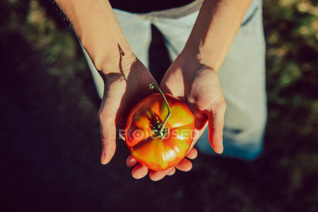 Обробіток людини, що тримає яскравий стиглий помідор — стокове фото