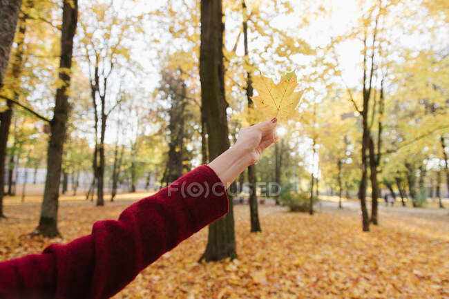 Vista de colheita da mão da senhora segurando folha de bordo amarelo na floresta de outono em dia ensolarado — Fotografia de Stock