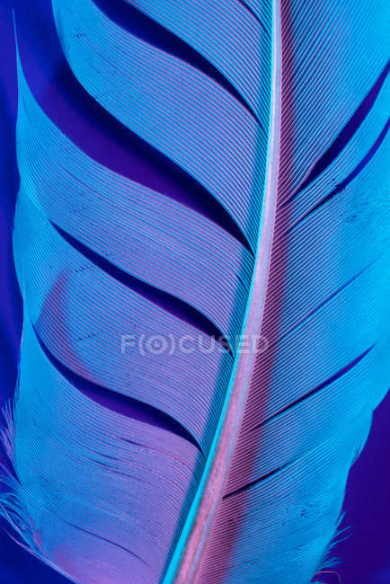 Primer plano de la pluma de ave en la iluminación violeta - foto de stock