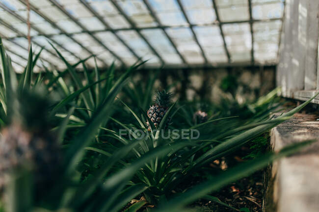 Pineapples growing in greenhouse — Stock Photo