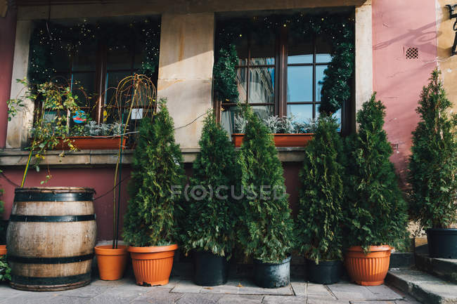 Pinheiros em potes, decorado exterior da casa para o Natal com guirlandas e luzes nas janelas — Fotografia de Stock