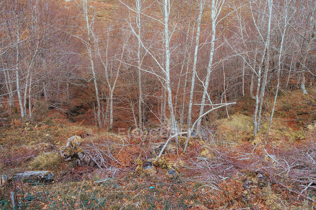 Rocks and leafless trees in autumnal woods — Stock Photo