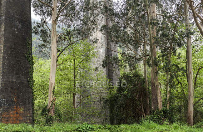 Stone pillars of Artedo Conch viaduct surrounded by green trees and bushes — Stock Photo