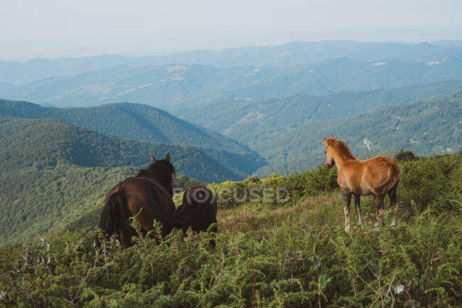 Tres hermosos caballos comiendo hierba mientras están de pie en la cima de la colina en el maravilloso campo en Bulgaria, Balcanes - foto de stock