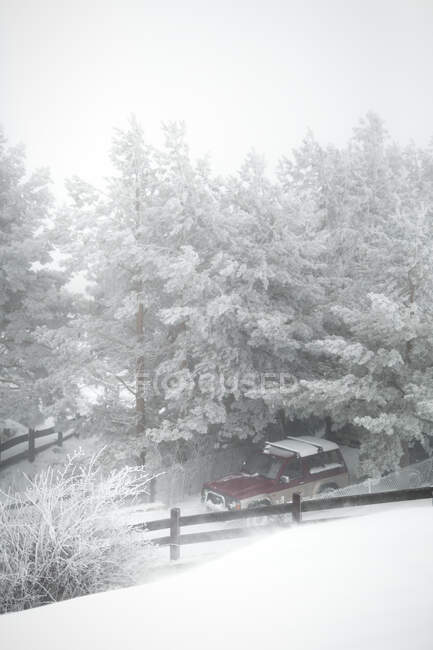 Сучасний автомобіль їде по сільській дорозі біля дерев, вкритих снігом в туманний день у чудовій сільській місцевості — стокове фото