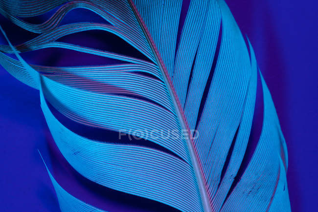 Detalle de pluma de pájaro en iluminación violeta - foto de stock