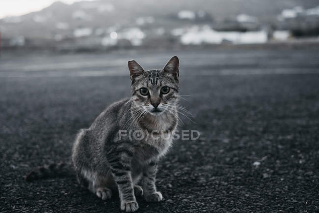 Doméstico gato tabby sentado na estrada e olhando para a câmera — Fotografia de Stock
