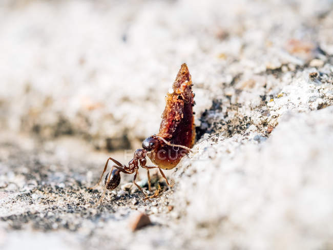 Nahaufnahme einer kleinen Ameise, die schwere Gegenstände in der Natur trägt — Stockfoto