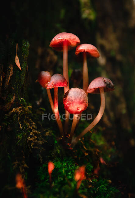 Маленькие грибы, растущие на мху — стоковое фото