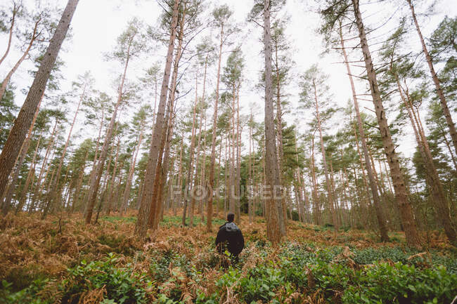 Rückansicht eines Mannes, der inmitten einer hohen Tresse in einem herrlichen Wald in England steht — Stockfoto