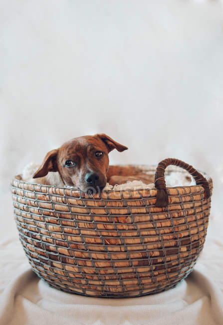 Adorabile piccolo cucciolo marrone in accogliente cesto di vimini su sfondo bianco — Foto stock