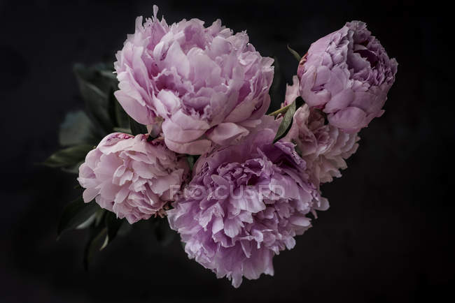 Bouquet de pivoines roses fraîches sur fond sombre — Photo de stock
