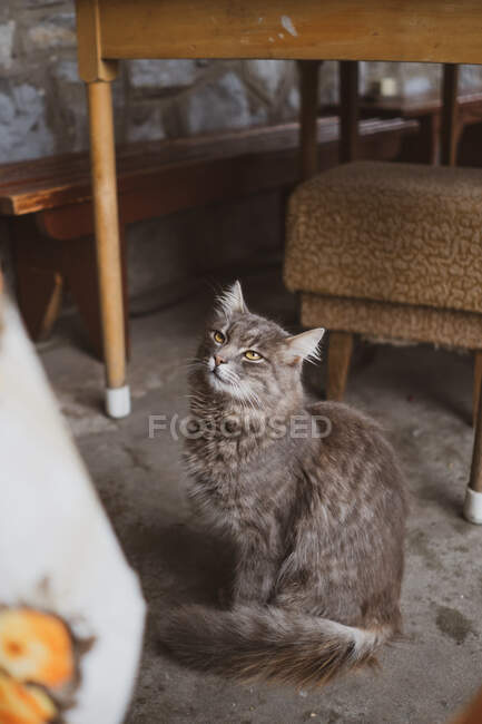 Chat mignon dans une maison de campagne — Photo de stock