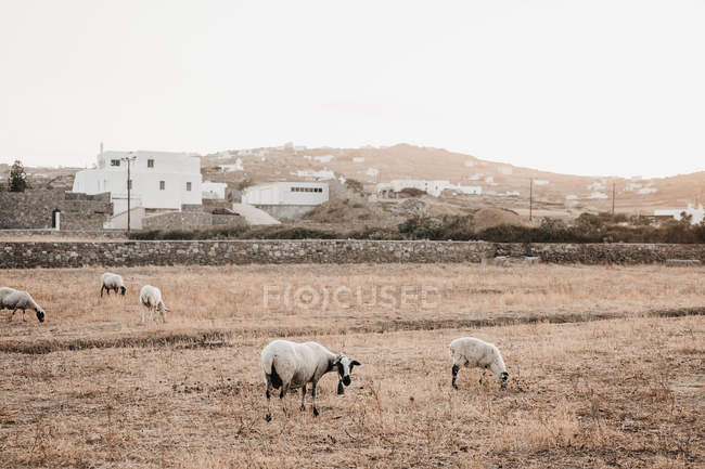 Ovelhas domésticas pastando no prado com grama seca perto da cidade com casas brancas em colinas em Mykonos, Grécia — Fotografia de Stock