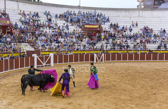 España, Tomelloso - 28. 08. 2018. toros de hombres en plaza de toros de arena - foto de stock