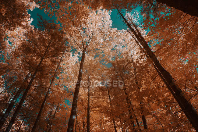 Tall trees growing in sunny forest against sky on sunny day in infrared color — Stock Photo