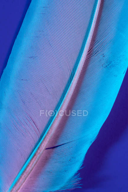 Texture of bird feather in violet illumination — Stock Photo