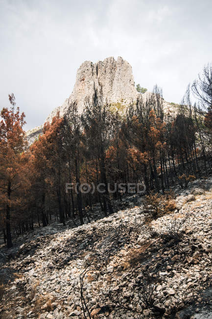 Bäume im Bergwald niedergebrannt — Stockfoto
