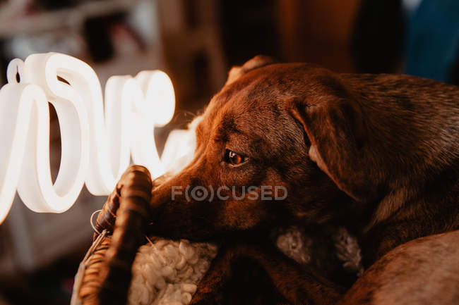 Sad brown dog lying on plaid in basket with glowing lamp with word Love — Stock Photo