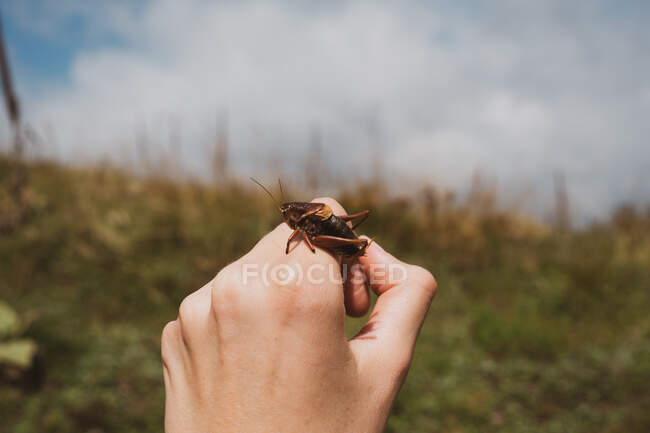 Маленький жук сидит под рукой анонимного человека на размытом фоне прекрасной природы в Болгарии, на Балканах — стоковое фото