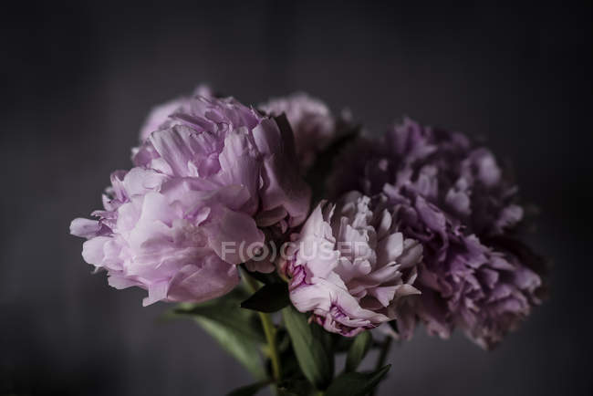 Bouquet de pivoines roses fraîches sur fond sombre — Parfum, feuilles -  Stock Photo | #230953744