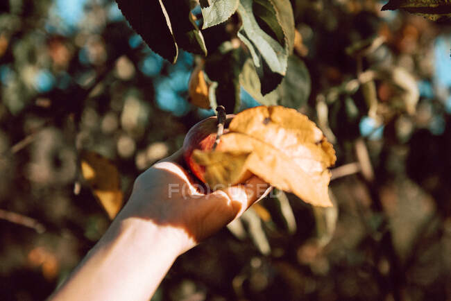 Cultivo persona sosteniendo manzana con hojas - foto de stock