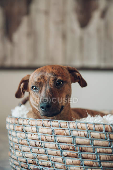 Close-up of cute little brown puppy in cozy wicker basket on blurred background — Stock Photo