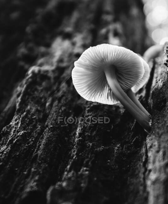 Closeup from below view of mushroom with thin stipe growing on bark of tree trunk — Stock Photo
