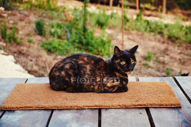 Hübsche Katze mit vielen beigen und braunen Flecken mit gelben Augen sitzt auf kleinem Teppich auf Holzplattform auf verschwommenem Hintergrund mit grünem Laub — Stockfoto